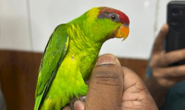 കോടികൾ വിലമതിക്കുന്ന 11 വിദേശ പക്ഷികളെ നെടുമ്പാശ്ശേരിയിൽ കസ്റ്റംസ് പിടികൂടി