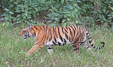 വയനാട് പനമരം ജനവാസ മേഖലയിൽ കടുവ