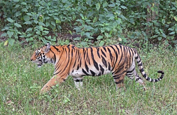 വയനാട് പനമരം ജനവാസ മേഖലയിൽ കടുവ