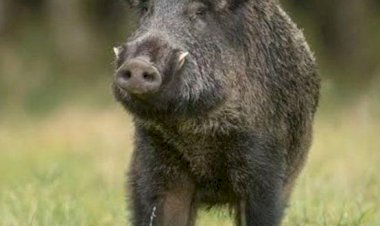 വന്യജീവി ശല്യം ജില്ലയിൽ വെടിവെച്ചുകൊന്നത് 700 കാട്ടുപന്നികളെ