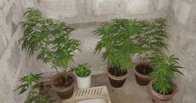 കഞ്ചാവ് ചെടികൾ പിടികൂടി