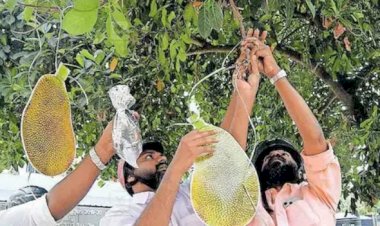 പത്തനംതിട്ട ജനറൽ ആശുപത്രിയിൽ രോഗിയുടെ തലയിൽ ചക്ക വീണു ഹെൽമറ്റ് ധരിച്ച് യൂത്ത് കോൺഗ്രസ് പ്രതിഷേധം.