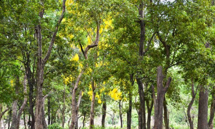 ചന്ദനമരം മുറിച്ചുവിൽക്കാൻ ഇനി ഉടമയ്ക്ക് അധികാരം കേരള വന നിയമ ഭേദഗതി പ്രാബല്യത്തിൽ