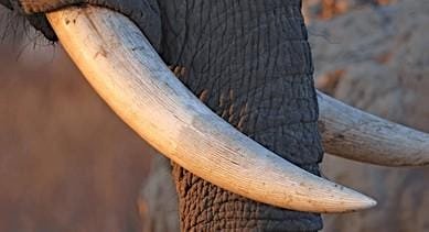 പാങ്ങോട് സൈനിക ക്യാമ്പിൽ ആനക്കൊമ്പ് മോഷണം