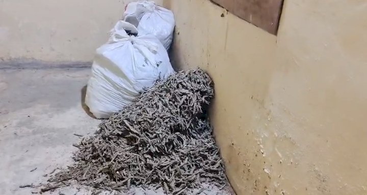 പെരുമ്പാവൂർ വാഴക്കുളത്ത് 51 കിലോ കഞ്ചാവ് പിടികൂടി ബംഗാൾ സ്വദേശി അറസ്റ്റിൽ.
