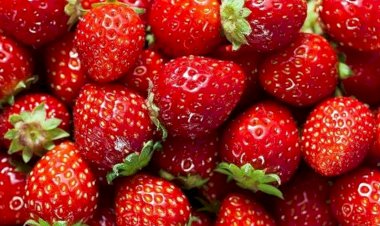 ​മൂന്നാറിൽ സ്ട്രോബറി വസന്തം; നാല് വർഷത്തെ ഇടവേളയ്ക്ക് ശേഷം ഹോർട്ടികോർപ് ഫാമിൽ വിളവെടുപ്പ് തുടങ്ങി