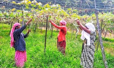 ​വിഷുവിപണി കീഴടക്കി കുടുംബശ്രീ 75 ടൺ പച്ചക്കറി വിളവെടുപ്പുമായി എറണാകുളം ജില്ല