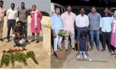 ​ജോലി പോയി, കഞ്ചാവ് വാങ്ങാൻ പണമില്ല വീട്ടുമുറ്റത്ത് കൃഷി തുടങ്ങിയ സോഫ്റ്റ്‌വെയർ എൻജിനീയർ പിടിയിൽ