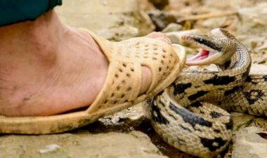 വേനൽചൂടിൽ തണുപ്പ് തേടി പാമ്പുകൾ എത്തിയേക്കാം ജാഗ്രത വേണം മുൻകരുതൽ നിർദ്ദേശങ്ങളുമായി ആരോഗ്യവകുപ്പ്