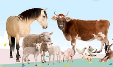 വേനൽക്കാലത്ത് വളർത്തുമൃഗങ്ങൾക്ക് പ്രത്യേക കരുതൽ വേണം മൃഗസംരക്ഷണ വകുപ്പിന്റെ നിർദ്ദേശങ്ങൾ