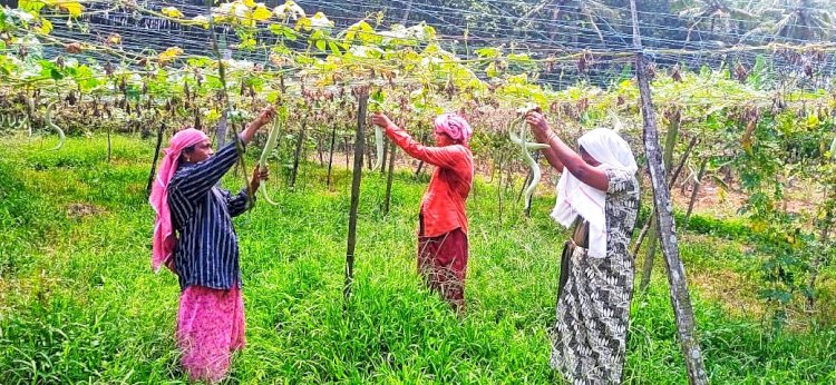 ​വിഷുവിപണി കീഴടക്കി കുടുംബശ്രീ 75 ടൺ പച്ചക്കറി വിളവെടുപ്പുമായി എറണാകുളം ജില്ല