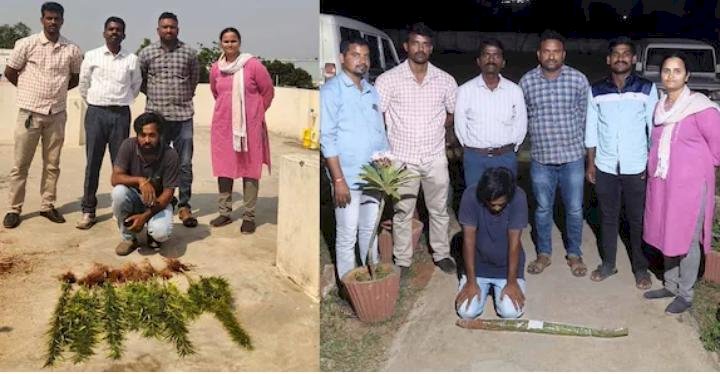 ​ജോലി പോയി, കഞ്ചാവ് വാങ്ങാൻ പണമില്ല വീട്ടുമുറ്റത്ത് കൃഷി തുടങ്ങിയ സോഫ്റ്റ്‌വെയർ എൻജിനീയർ പിടിയിൽ