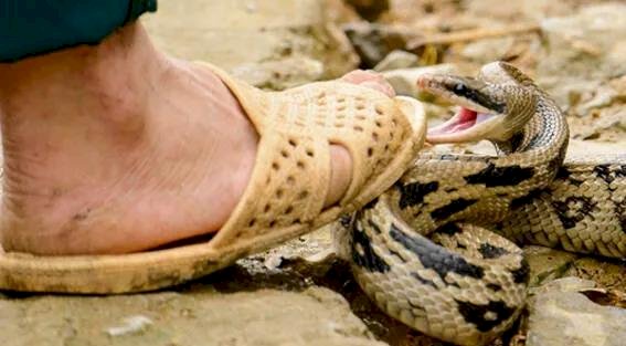 വേനൽചൂടിൽ തണുപ്പ് തേടി പാമ്പുകൾ എത്തിയേക്കാം ജാഗ്രത വേണം മുൻകരുതൽ നിർദ്ദേശങ്ങളുമായി ആരോഗ്യവകുപ്പ്