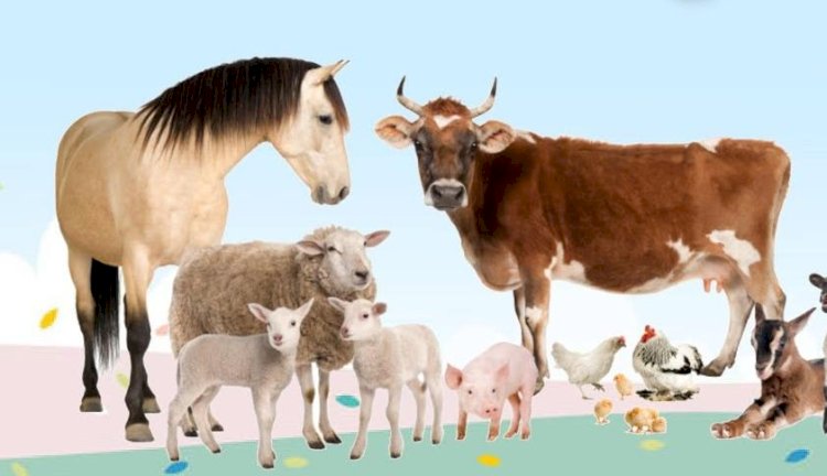 വേനൽക്കാലത്ത് വളർത്തുമൃഗങ്ങൾക്ക് പ്രത്യേക കരുതൽ വേണം മൃഗസംരക്ഷണ വകുപ്പിന്റെ നിർദ്ദേശങ്ങൾ