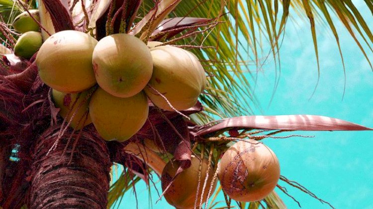 നാളികേര മേഖലയിൽ വിപ്ലവകരമായ മാറ്റത്തിനൊരുങ്ങി രാജ്യം ദേശീയ സമ്മേളനം കൊച്ചിയിൽ ഉദ്ഘാടനം ചെയ്തു