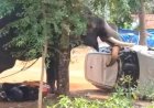 കിടങ്ങൂരിൽ പരിഭ്രാന്തി പരത്തി മയ്യനാട് പാർഥസാരഥി ഇടഞ്ഞു മയക്കുവെടി വെച്ച് തളച്ചു ഒരാൾ കൊല്ലപ്പെട്ടു