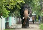 തൃശൂരിനെ നടുക്കി ശിവം ലക്ഷ്മി ഫോട്ടോഷൂട്ടിനെത്തിച്ച ആന ഇടഞ്ഞു, കാറുകളും മതിലും തകർത്തു