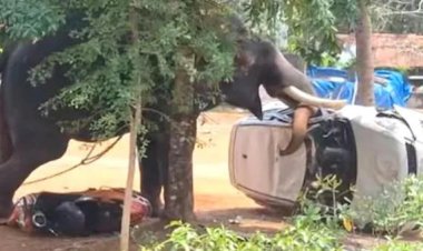 കിടങ്ങൂരിൽ പരിഭ്രാന്തി പരത്തി മയ്യനാട് പാർഥസാരഥി ഇടഞ്ഞു മയക്കുവെടി വെച്ച് തളച്ചു ഒരാൾ കൊല്ലപ്പെട്ടു