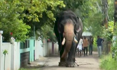തൃശൂരിനെ നടുക്കി ശിവം ലക്ഷ്മി ഫോട്ടോഷൂട്ടിനെത്തിച്ച ആന ഇടഞ്ഞു, കാറുകളും മതിലും തകർത്തു