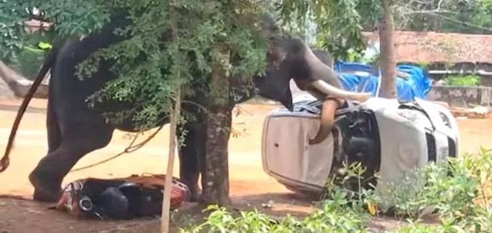 കിടങ്ങൂരിൽ പരിഭ്രാന്തി പരത്തി മയ്യനാട് പാർഥസാരഥി ഇടഞ്ഞു മയക്കുവെടി വെച്ച് തളച്ചു ഒരാൾ കൊല്ലപ്പെട്ടു