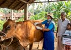 കന്നുകാലികൾക്കുള്ള സൗജന്യ കുളമ്പുരോഗ പ്രതിരോധ കുത്തിവെപ്പ് ഇന്ന് മുതൽ ആരംഭിക്കും