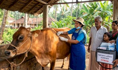 കന്നുകാലികൾക്കുള്ള സൗജന്യ കുളമ്പുരോഗ പ്രതിരോധ കുത്തിവെപ്പ് ഇന്ന് മുതൽ ആരംഭിക്കും