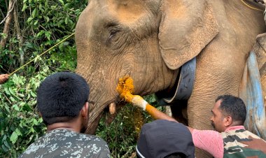 ജനവാസമേഖലയിൽ ഭീതിപരത്തിയ കാട്ടാനയെ മയക്കുവെടി വെച്ച് പിടികൂടി റേഡിയോ കോളർ ഘടിപ്പിച്ച് വനത്തിലേക്ക് തിരിച്ചുവിട്ടു