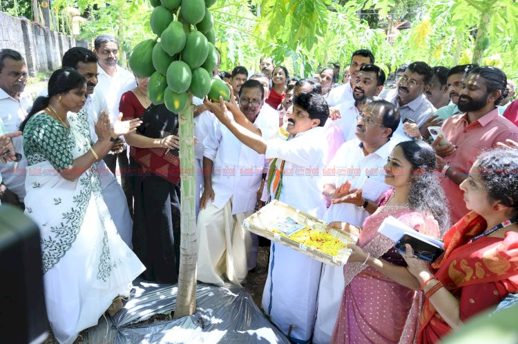 കൃഷിയിടത്തിലേക്ക് തിരിച്ചുപോവുക അനിവാര്യം ചെഞ്ചേരിയിൽ പപ്പായ വിളവെടുപ്പ് ഉദ്ഘാടനം ചെയ്ത് മന്ത്രി ടി.സിദ്ദിഖ്