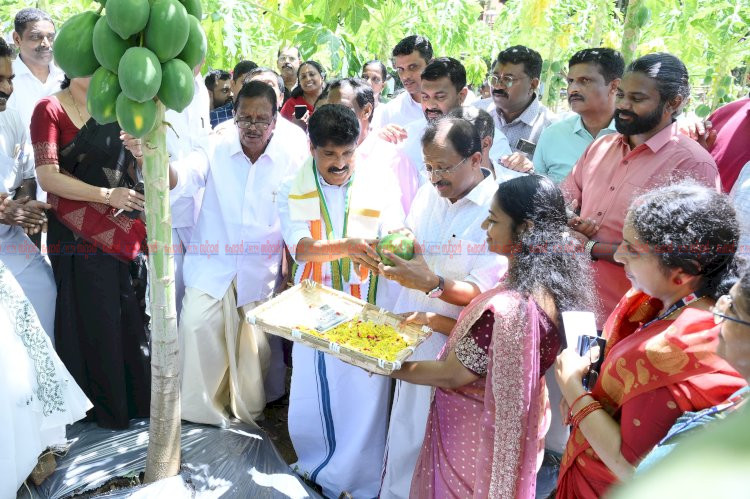 കൃഷിയിടത്തിലേക്ക് തിരിച്ചുപോവുക അനിവാര്യം ചെഞ്ചേരിയിൽ പപ്പായ വിളവെടുപ്പ് ഉദ്ഘാടനം ചെയ്ത് മന്ത്രി ടി.സിദ്ദിഖ്