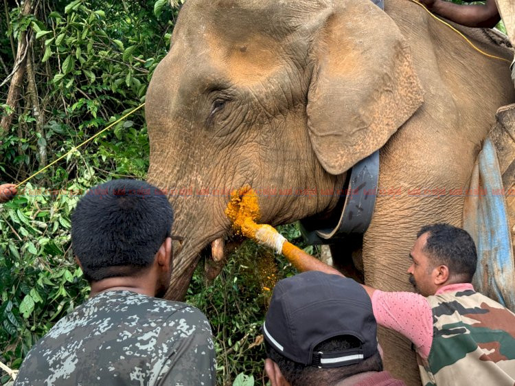 ജനവാസമേഖലയിൽ ഭീതിപരത്തിയ കാട്ടാനയെ മയക്കുവെടി വെച്ച് പിടികൂടി റേഡിയോ കോളർ ഘടിപ്പിച്ച് വനത്തിലേക്ക് തിരിച്ചുവിട്ടു