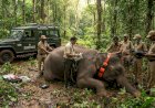 KM1 മോഴയാനയെ മയക്കുവെടിവെച്ച് പിടികൂടാൻ ഉത്തരവ്