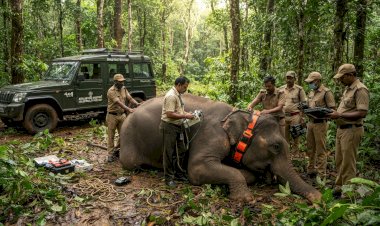 KM1 മോഴയാനയെ മയക്കുവെടിവെച്ച് പിടികൂടാൻ ഉത്തരവ്