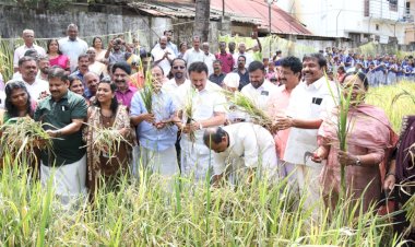 പത്മനാഭസ്വാമി ക്ഷേത്ര നിറപുത്തരി കൊയ്ത്തുത്സവം മന്ത്രി കെ. മുരളീധരൻ ഉദ്ഘാടനം ചെയ്തു