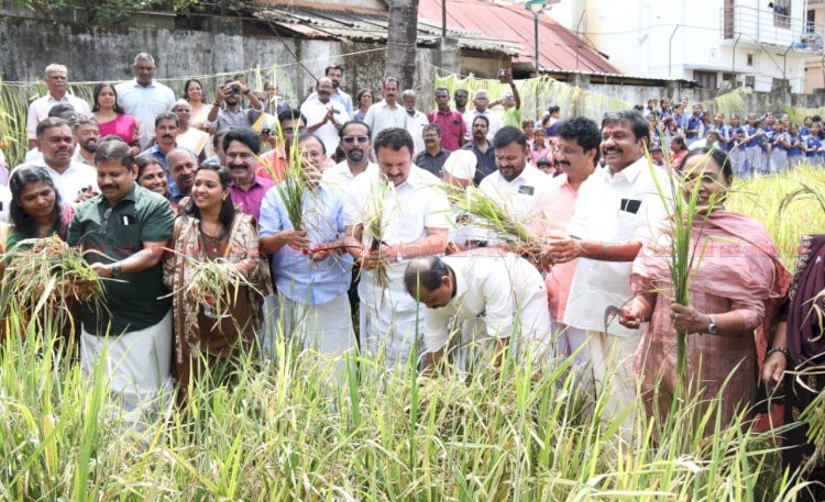 പത്മനാഭസ്വാമി ക്ഷേത്ര നിറപുത്തരി കൊയ്ത്തുത്സവം മന്ത്രി കെ. മുരളീധരൻ ഉദ്ഘാടനം ചെയ്തു