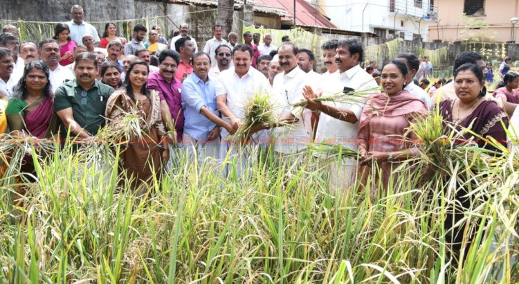 പത്മനാഭസ്വാമി ക്ഷേത്ര നിറപുത്തരി കൊയ്ത്തുത്സവം മന്ത്രി കെ. മുരളീധരൻ ഉദ്ഘാടനം ചെയ്തു