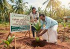 നാളികേര പുതുകൃഷിക്കും നഴ്‌സറികള്‍ക്കും ധനസഹായം വര്‍ദ്ധിപ്പിച്ചു