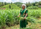 തീറ്റപ്പുൽ കൃഷി സഹായ പദ്ധതികൾക്ക് അപേക്ഷ ക്ഷണിച്ചു ആഗസ്റ്റ് 28 വരെ അപേക്ഷിക്കാം