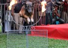 കാണികളെ കൈയിലെടുത്ത് കേരള പോലീസിന്റെ മിടുക്കന്മാർ വിസ്മയമായി ഡോഗ് സ്‌ക്വാഡ് ഷോ