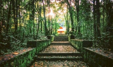 കാവ് സംരക്ഷണം ധനസഹായത്തിന് സംസ്ഥാന വനം വകുപ്പ് അപേക്ഷ ക്ഷണിച്ചു