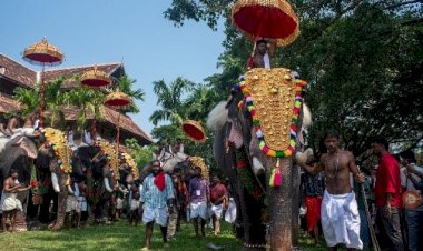 നാട്ടാനകളെ ദൈവതുല്യരായി കണ്ട് സംരക്ഷിക്കണം, വേലക്കാരായി കാണരുത് സുപ്രീം കോടതി