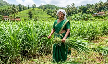 തീറ്റപ്പുൽ കൃഷി സഹായ പദ്ധതികൾക്ക് അപേക്ഷ ക്ഷണിച്ചു ആഗസ്റ്റ് 28 വരെ അപേക്ഷിക്കാം