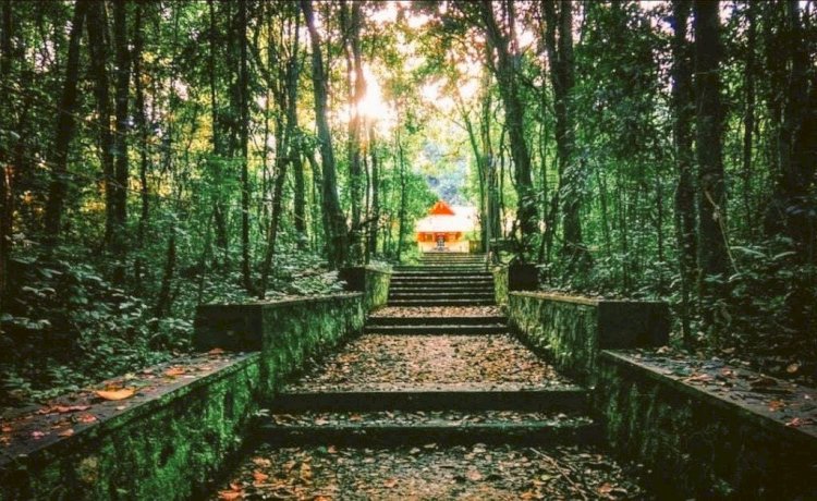കാവ് സംരക്ഷണം ധനസഹായത്തിന് സംസ്ഥാന വനം വകുപ്പ് അപേക്ഷ ക്ഷണിച്ചു