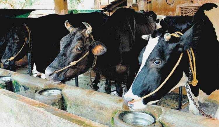 ഫാമിൽ കയറി പശുക്കളെ പീഡിപ്പിക്കാൻ ശ്രമം നഗ്നനായെത്തിയ അജ്ഞാതന്റെ സിസിടിവി ദൃശ്യങ്ങൾ പുറത്ത്