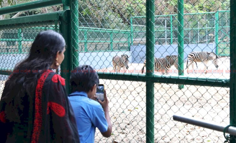 വൻതാരയിൽ നിന്ന് രാജകീയ വരവ് തലസ്ഥാന മൃഗശാലയ്ക്ക് അഴകായി മൂന്ന് സീബ്രകൾ