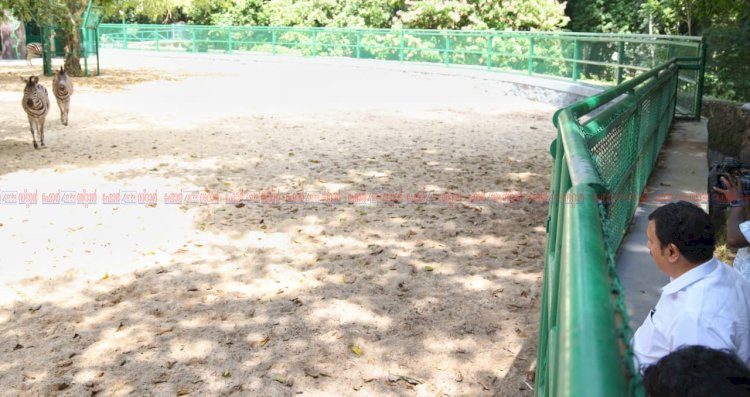 വൻതാരയിൽ നിന്ന് രാജകീയ വരവ് തലസ്ഥാന മൃഗശാലയ്ക്ക് അഴകായി മൂന്ന് സീബ്രകൾ