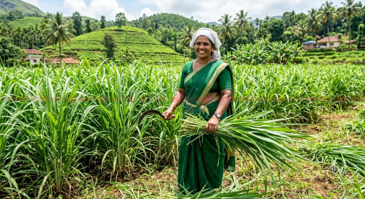 തീറ്റപ്പുൽ കൃഷി സഹായ പദ്ധതികൾക്ക് അപേക്ഷ ക്ഷണിച്ചു ആഗസ്റ്റ് 28 വരെ അപേക്ഷിക്കാം