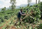 ചൂരൽമലയിൽ കാപ്പിത്തോട്ടം വെട്ടിനശിപ്പിച്ചു സെക്ഷൻ ഫോറസ്റ്റ് ഓഫീസർ കെ.കെ ബൈജുവിന് സസ്പെൻഷൻ