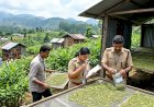 ഏലക്കായിൽ കൃത്രിമ നിറം സാംപിളുകൾ ശേഖരിച്ച് പരിശോധന ശക്തമാക്കി
