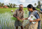 നെൽക്കർഷകർ ജാഗ്രത പാലിക്കണം രണ്ടാംകൃഷിയിൽ മുഞ്ഞയുടെ സാന്നിധ്യം