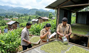 ഏലക്കായിൽ കൃത്രിമ നിറം സാംപിളുകൾ ശേഖരിച്ച് പരിശോധന ശക്തമാക്കി